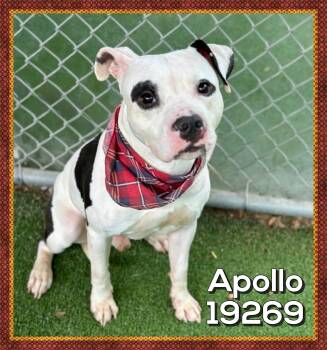 American Staffordshire Terrier and American Bulldog Dogs Available for Adoption in Marietta, Georgia - APOLLO | PetCurious