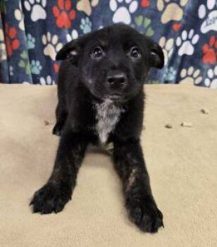 German Shepherd Dog Dogs Available for Adoption - Tank | PetCurious