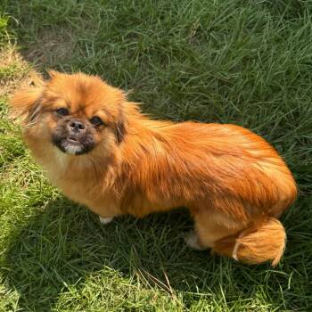 Squeegee Bear -  Pekingese Dog for Adoption in Houston, Texas - Squeegee Bear | PetCurious