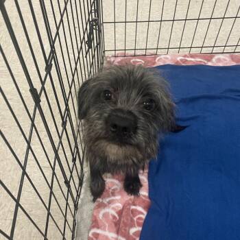 Schnauzer and Terrier Dogs Available for Adoption in Austin, Texas - Woofus Wainwright | PetCurious