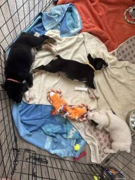 Pele -  Mixed Breed Dog for Adoption in Wyoming, Michigan - Pele | PetCurious