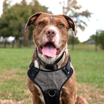 Rescue Pit Bull Terrier Dogs for Adoption in Des Moines, Iowa - Casper | PetCurious