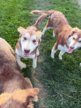 Australian Shepherd and Mixed Breed Dogs Available for Adoption in Portland, Indiana - (p) Azurra | PetCurious