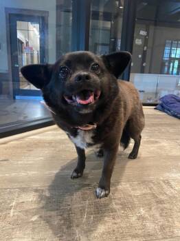Chihuahua Dogs Available for Adoption - Penny | PetCurious