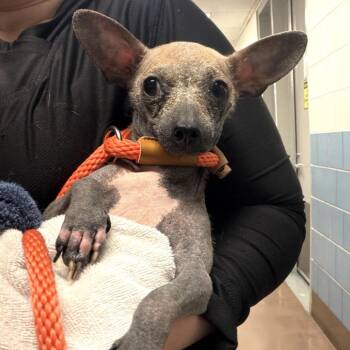Xoloitzcuintli Mexican Hairless Dogs Available for Adoption in Northbrook, Illinois - Astronaut | PetCurious