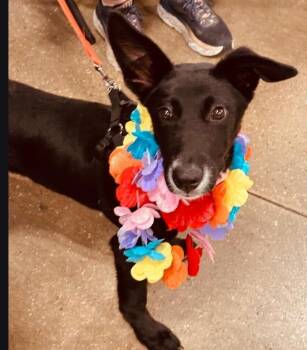 Kuromi -  Labrador Retriever Dog for Adoption in Dallas, Texas - Kuromi | PetCurious