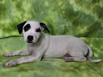 Rescue Mixed Breed Dogs for Adoption in East Sparta, Ohio - Petey | PetCurious