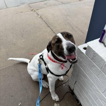 Shepherd and Anatolian Shepherd Dogs Available for Adoption - Ollie | PetCurious