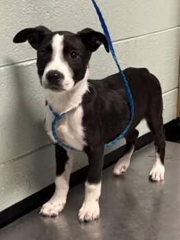 Mouth -  Pit Bull Terrier Dog for Adoption in Red Bluff, California - Mouth | PetCurious