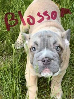 Blossom -  French Bulldog Dog Available for Adoption in Greenwich, New York - Blossom | PetCurious