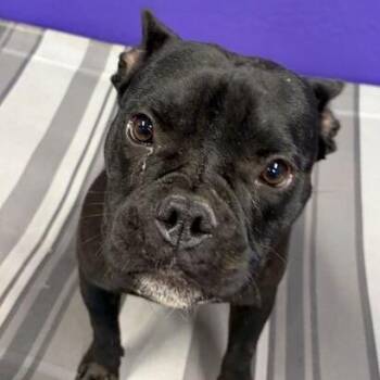 Francesca -  French Bulldog and American Bulldog Dog for Adoption in Turlock, California - Francesca | PetCurious