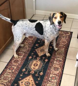 Rescue Treeing Walker Coonhound Dogs for Adoption in Fort Worth, Texas - Hank | PetCurious