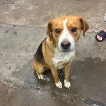 Mixed Breed Dogs Available for Adoption in Corbin, Kentucky - Rusty | PetCurious