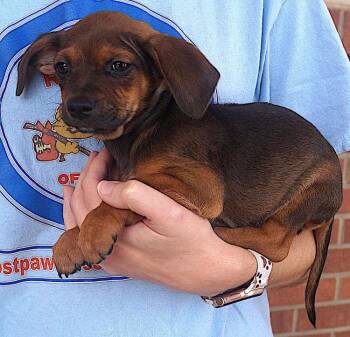 Rescue Pug and Chihuahua Dogs for Adoption in Carrollton, Texas - Blackberry | PetCurious