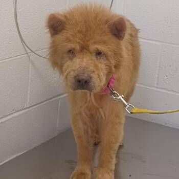 Lemon Poundcake -  Chow Chow and Mixed Breed Dog for Adoption in Hattiesburg, Mississippi - Lemon Poundcake | PetCurious