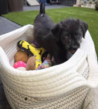 Monsieur Muttstard -  Poodle and Pit Bull Terrier Dog for Adoption in Vancouver, Washington - Monsieur Muttstard | PetCurious