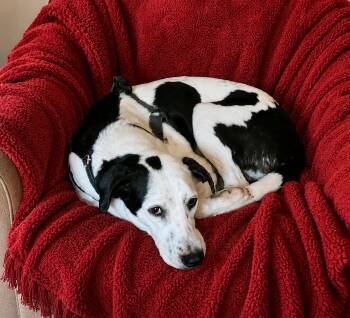 Labrador Retriever and Pointer Dogs Available for Adoption in Pickering, Ontario - Angus 4286 | PetCurious