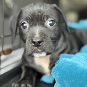 Pit Bull Terrier Dogs Available for Adoption in Columbia, South Carolina - CeraVe | PetCurious