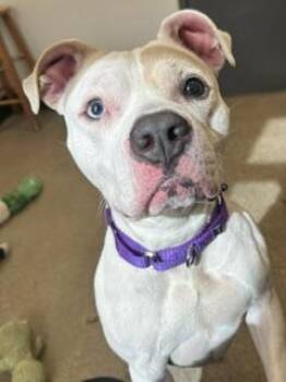Pit Bull Terrier Dogs Available for Adoption in Cleveland, Ohio - Skye | PetCurious