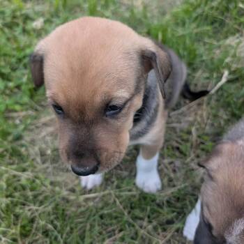 Shepherd and Labrador Retriever Dogs Available for Adoption in Lenexa, Kansas - Orion | PetCurious