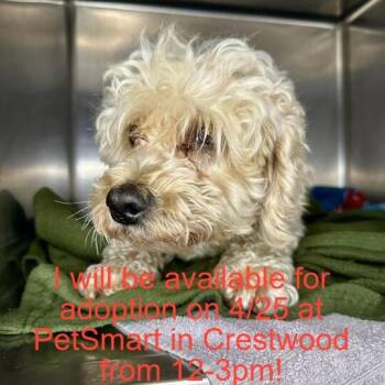 Mixed Breed Dogs Available for Adoption in Matteson, Illinois - Whiz Khalifa | PetCurious