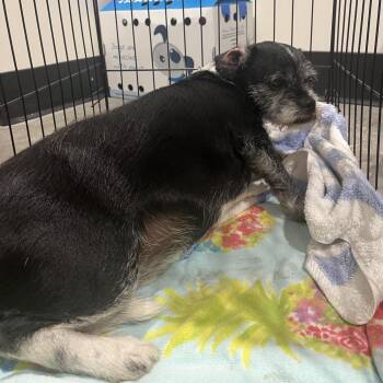 Elwood -  Schnauzer Dog for Adoption in Tampa, Florida - Elwood | PetCurious
