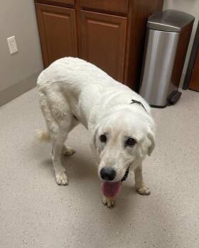 Hank (Pollux) -  Anatolian Shepherd and Great Pyrenees Dog for Adoption in Whitewright, Texas - Hank (Pollux) | PetCurious
