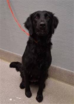 Golden Retriever and Mixed Breed Dogs Available for Adoption in Las Vegas, Nevada - MISSY | PetCurious