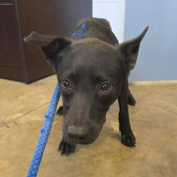 Buzz -  Black Labrador Retriever Dog for Adoption in Enterprise, Alabama - Buzz | PetCurious