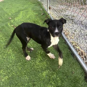 Sophie -  Terrier and Mixed Breed Dog for Adoption in Tuscaloosa, Alabama - Sophie | PetCurious