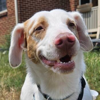 Morty -  Beagle Dog for Adoption in Troy, Virginia - Morty | PetCurious