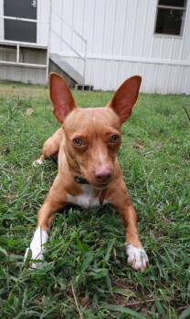 Rescue Chihuahua and Dachshund Dogs for Adoption in Richmond, Texas - Ivy | PetCurious