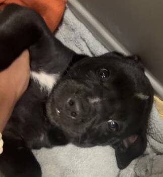 Mixed Breed Dogs Available for Adoption - Kai | PetCurious