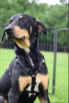 Doberman Pinscher and Rottweiler Dogs Available for Adoption in Liverpool, Texas - Strawberry | PetCurious