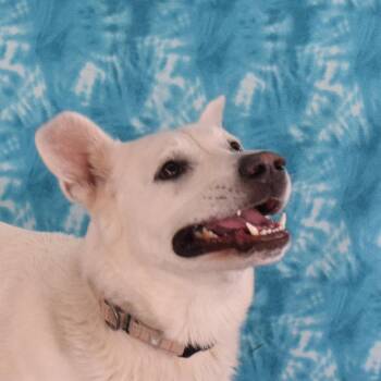 Bobby -  Great Pyrenees and Shepherd Dog Available for Adoption in Eureka, California - Bobby | PetCurious