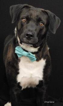 Chief Boden -  Terrier and Labrador Retriever Dog for Adoption in Newland, North Carolina - Chief Boden | PetCurious