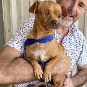Frosted Flake -  Pug and Dachshund Dog for Adoption in Austin, Texas - Frosted Flake | PetCurious