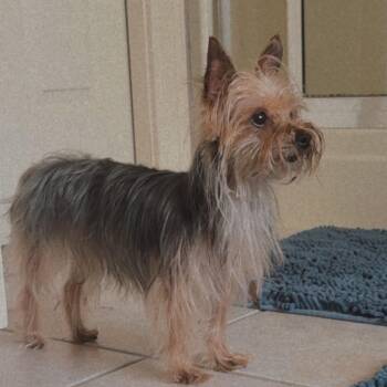 Penny -  Yorkshire Terrier Dog for Adoption in Mount Vernon, Arkansas - Penny | PetCurious
