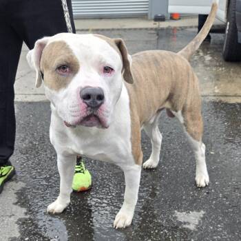 Bernie -  American Staffordshire Terrier Dog for Adoption in Newark, New Jersey - Bernie | PetCurious