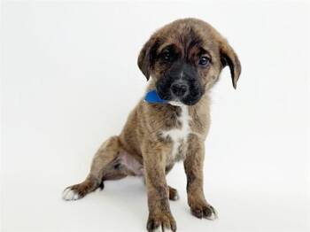CRONUT -  Terrier Dog for Adoption in Brentwood, Missouri - CRONUT | PetCurious