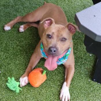 Mixed Breed Dogs Available for Adoption in Athens, Georgia - Freedom (Theo) | PetCurious