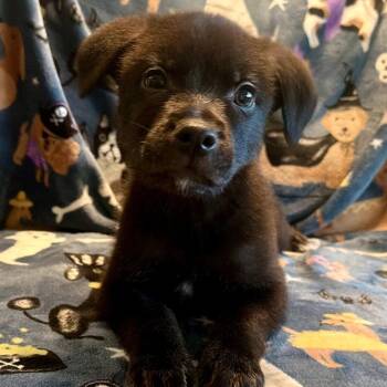 Spotted Wobbegong -  Mixed Breed Dog for Adoption in Fredericksburg, Virginia - Spotted Wobbegong | PetCurious