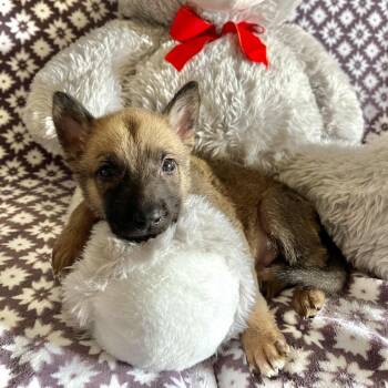 Peaches Conrad-Coming soon -  German Shepherd Dog and Belgian Shepherd Malinois Dog for Adoption in Denver, Colorado - Peaches Conrad-Coming Soon | PetCurious