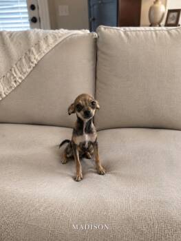 Madison -  Chihuahua Dog for Adoption in Lucas, Texas - Madison | PetCurious