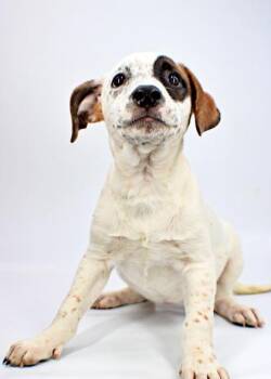 Lucy -  Beagle and Boxer Dog for Adoption in Morton Grove, Illinois - Lucy | PetCurious