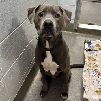 SLATER -  Pit Bull Terrier and Mixed Breed Dog for Adoption - SLATER | PetCurious