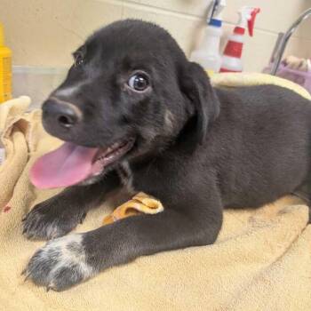 Siesta -  Mixed Breed Dog for Adoption in Asheville, North Carolina - Siesta | PetCurious