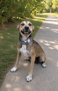 729-26 Dorthy -  Shepherd Dog for Adoption in Brighton, Colorado - 729-26 Dorthy | PetCurious