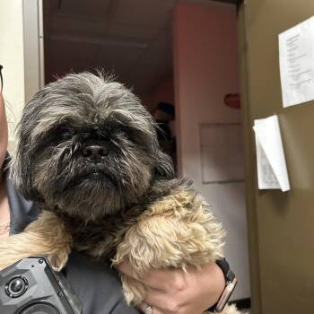 Shih Tzu Dogs Available for Adoption - Colt | PetCurious