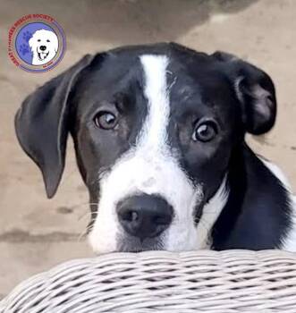 Henry -  Great Pyrenees and English Pointer Dog for Adoption in Spring, Texas - Henry | PetCurious
